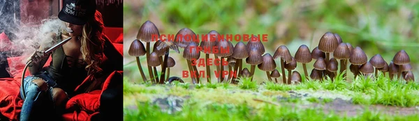 ПСИЛОЦИБИНОВЫЕ ГРИБЫ Липки